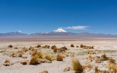Investigadores entregan recomendaciones para los subsistemas del Salar de Puntas Negras